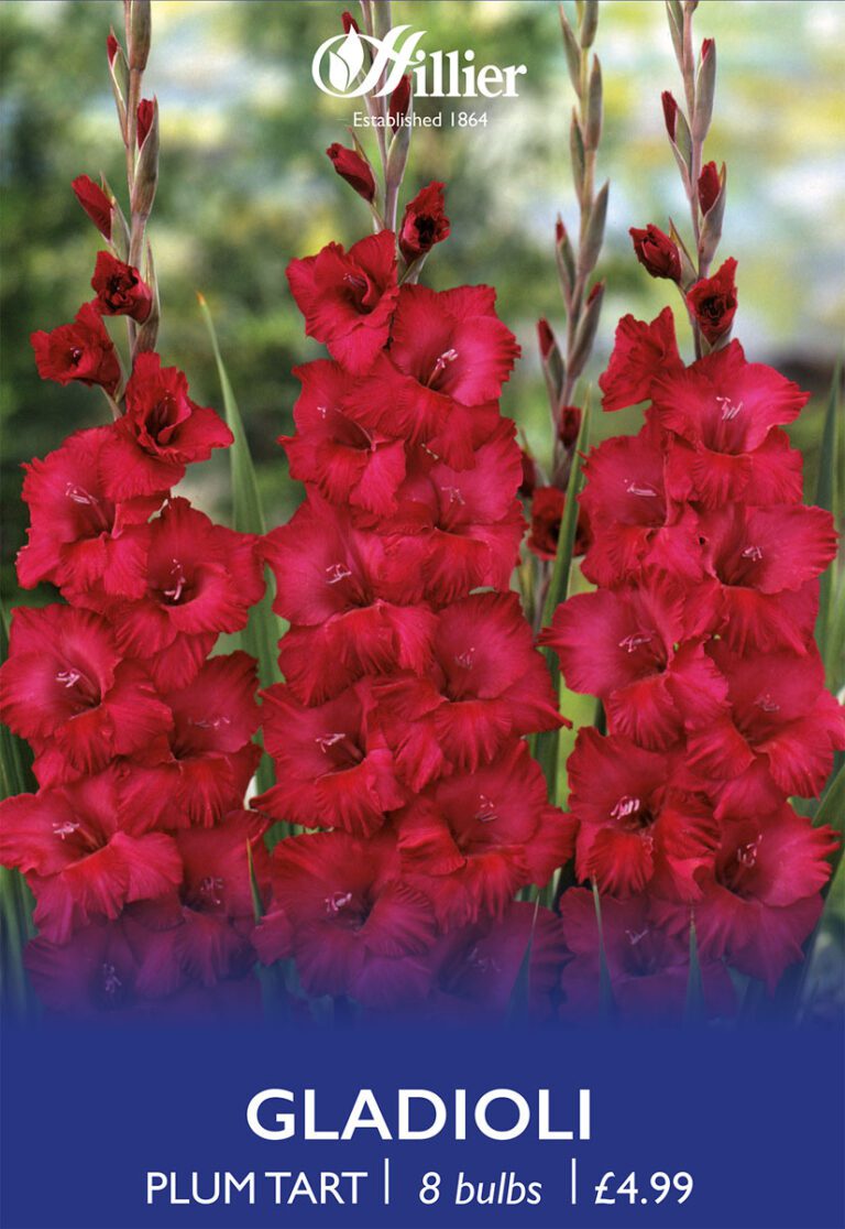 8718641996928 1 Gladiolus Plum Tart.jpg